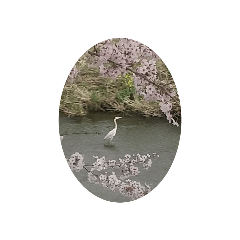 シラサギと桜のコラボレーション