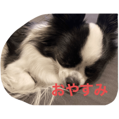 akari_20220411115903