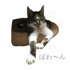 Home of cute angel