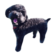 mumutan of toypoodle