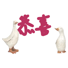 Duck Chick Bird conversation_102