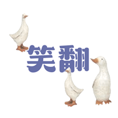 Duck Chick Bird conversation_108