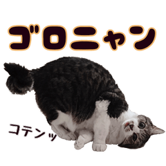 brown tabby granma cat vol.2