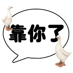 Duck Chick Bird conversation_112