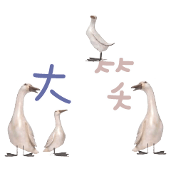 Duck Chick Bird conversation_201