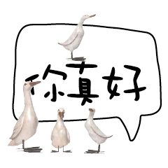 Duck Chick Bird conversation_203