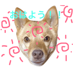 FOX?  2