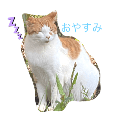 hana_20220412005438