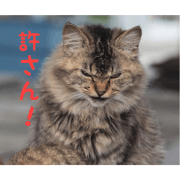 Let's go by a stray cat
