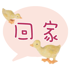 Duck Chick Bird conversation_301