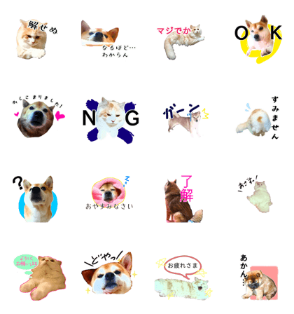 Dog and cat family!