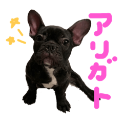 Frenchbulldog Japanese