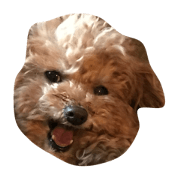 primoispremium