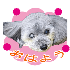 Silver toy poodle MILK'S Sticker