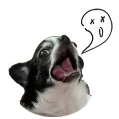 Chihuahua Bobo's Wonderful emoji