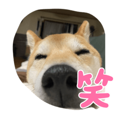 RINA_20220413085852