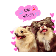 Chihuahua lip and hoo