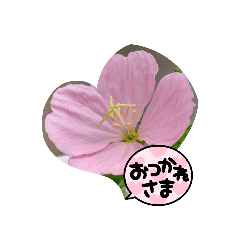 hana_20220413163617
