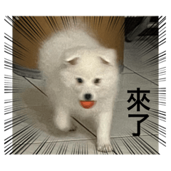 狐狸犬-樂樂