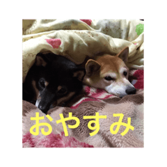 dog ruirun