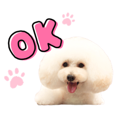 toypoodle  KEN