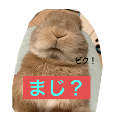 Rabbit_20220413224300