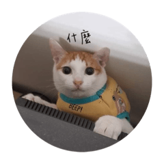 Nono小baby