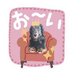 tanuki_20220414123154