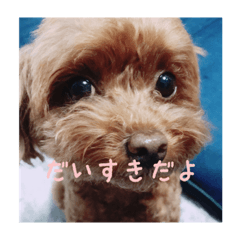 Azuki's daily