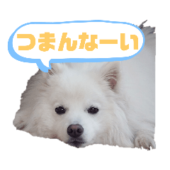 japanese spitz_spica_001