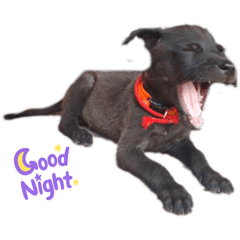 摩天嶺 黑調皮土狗