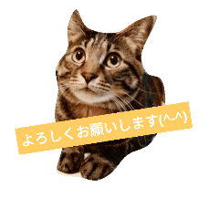 Cat Thank You Line Stickers Line Store