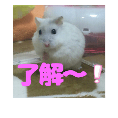 Hamster Lime daily life3