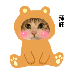 家有三寶貓❤️