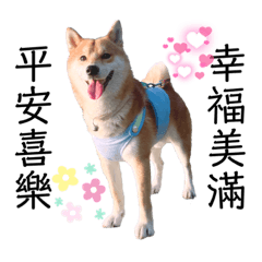 家有柴柴樂樂(⁎⁍̴̛ᴗ⁍̴̛⁎)