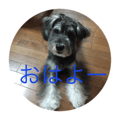 Miniature schnauzerJenny