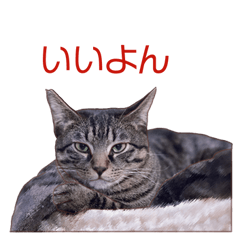 Neko-korekoujitsu Cats Photo Stickers 3