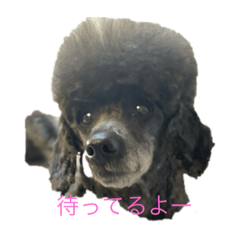 poodlepoodle