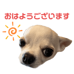 this dog_20220414201933