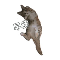 Lulu嚕嚕