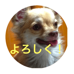 cat&dog-