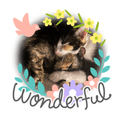 Babecat_20220414223322