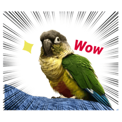 Parrot - Conure&Cockatiel