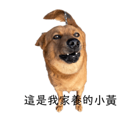 我們這一家之動物篇