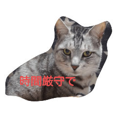 我が家の猫達(日常編)