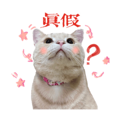 菜比八撥蛋