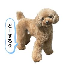 Cute toy poodle Ku-chan