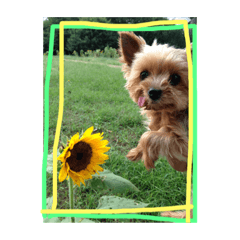 cute yorkies