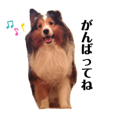 Greetings of Sheltie