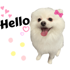 Pomeranian♡Taro